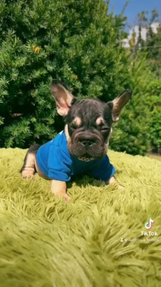 Big Rope Frenchie in Philadelphia, Pennsylvania