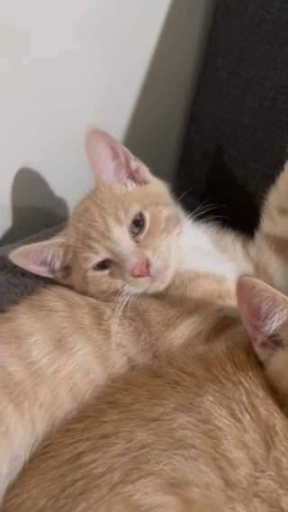 Rehoming 3 Boy Kittens in The Bronx, New York