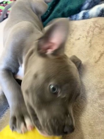 Blue Nose in Sioux Falls, South Dakota