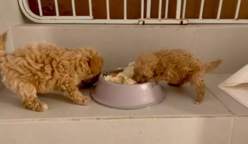 Tea Cup Maltipoo Boy in Houston, Texas