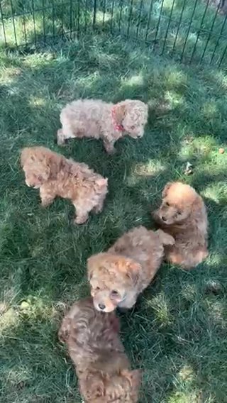 Toy Poodles in Euclid, Ohio