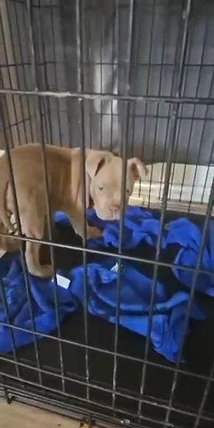 American bully in Phoenix, Arizona