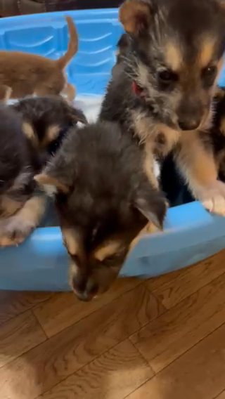 Shepsky Pups in Arkadelphia, Arkansas