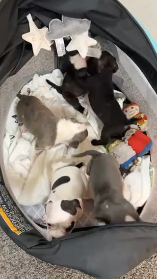 Micro Bullies in Tampa, Florida