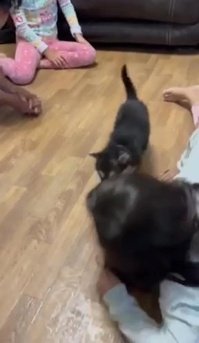 Shepsky Pups in Arkadelphia, Arkansas