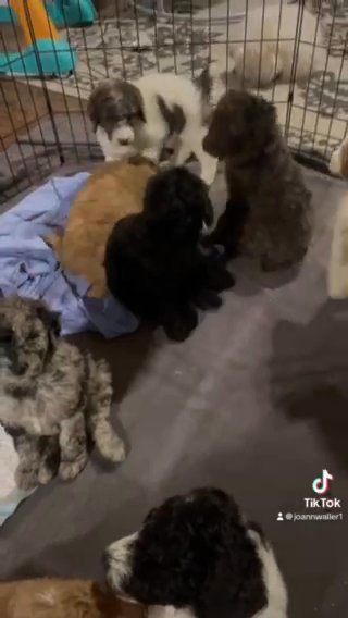 poodle ouppied in Huntington, West Virginia