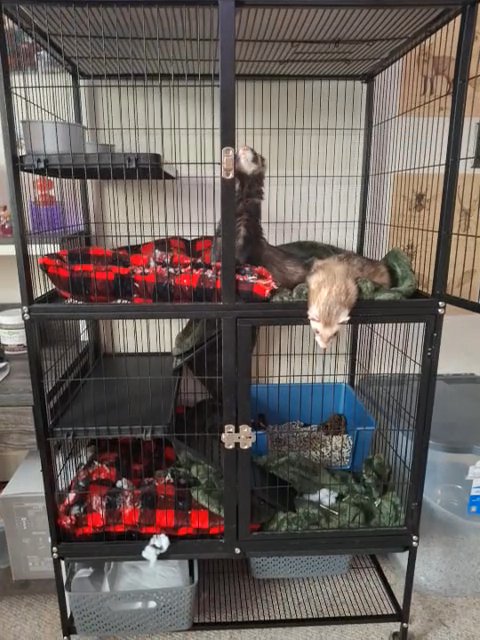 Brother Ferrets for sale!  Must be bought together. in Virginia Beach, Virginia