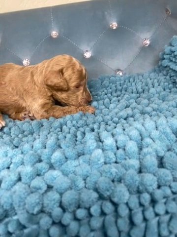 Honey The Standard Poodle in Grants Pass, Oregon