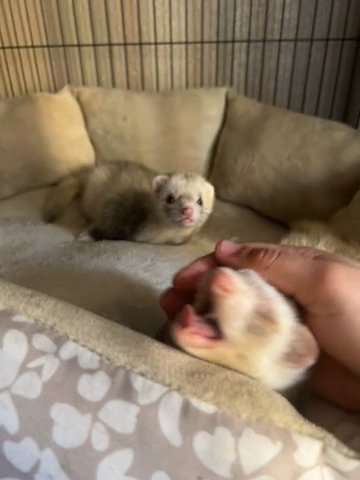 Rehoming Ferrets in Houston, Texas