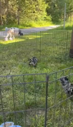 8 Week Old AKC Standard poodle puppies. in Post Falls, Idaho