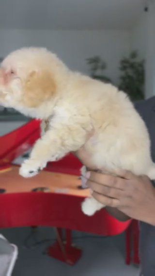AKC Cream Toy poodle (Brenda) in Dallas, Texas