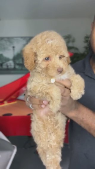 AKC Apricot Toy Poodle (Belle) in Dallas, Texas