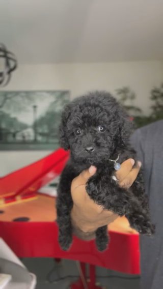 AKC Black Beauty Bertha in Dallas, Texas