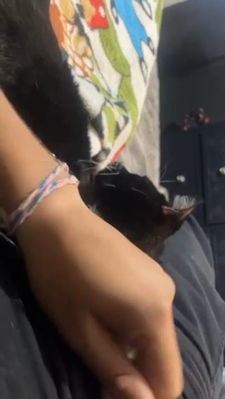 Cuddle Time in Las Vegas, Nevada