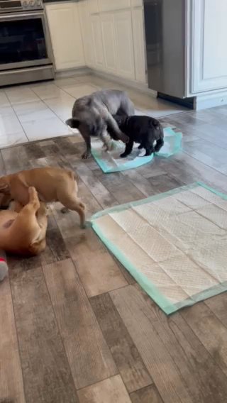 Big Rope Frenchies in Santa Clarita, California