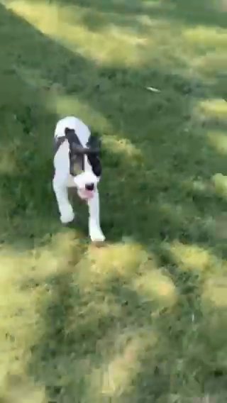 Rehoming - Small Rehoming Fee in Buckeye, Arizona