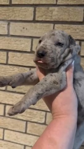 AKC Great Dane Puppies in St. Louis, Missouri