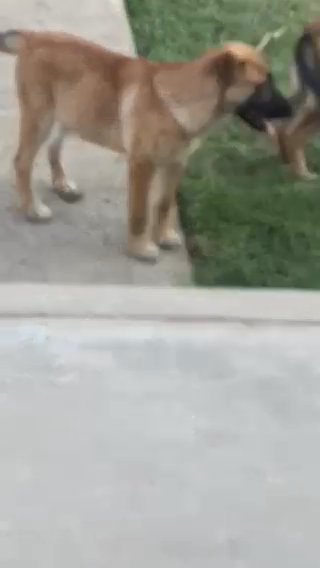 ALL GIRLS German/Husky 3 months in Lake Elsinore, California