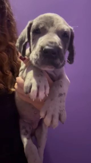 Blue Merle Male in Charlottesville, Virginia