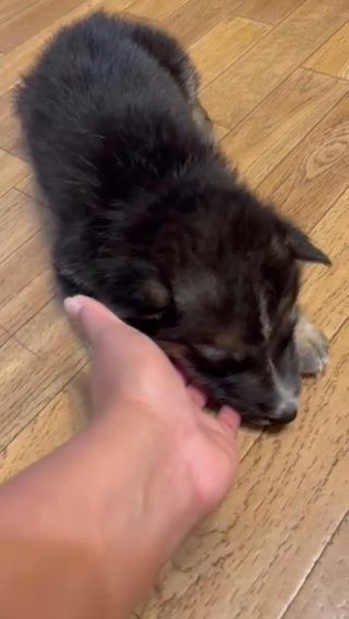 Shepsky Pups in Arkadelphia, Arkansas