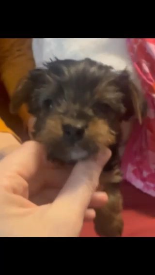 Yorkshire Terrier Puppies in Indianapolis, Indiana