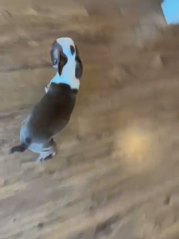 Boston Terrier in Oroville, California