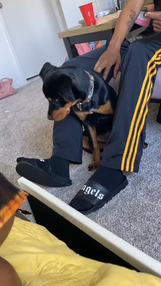 Baby Rott in Shelby, Michigan
