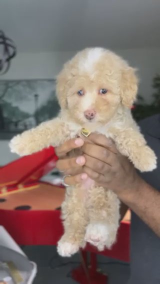 AKC Blue-Eyed Beth in Dallas, Texas