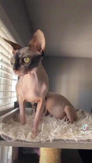 Sphynx Kittens in Miami, Florida