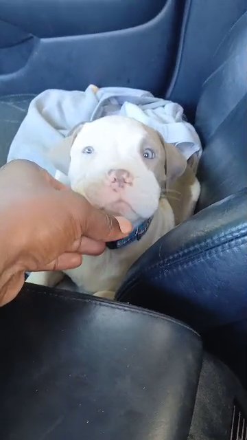 Classic American Bully puppies in Dallas, Texas