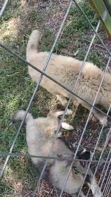 wooly Siberian huskies females utd on shots and dewormed AKC registered in Hastings, Nebraska