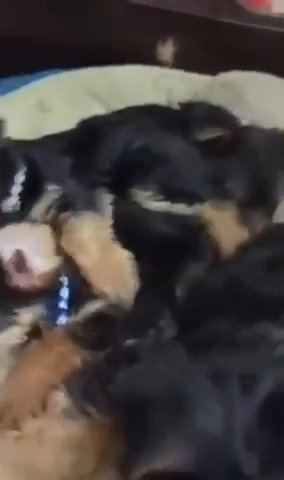 Yorkie Puppies Available And Ready To Go in Washington, District of Columbia