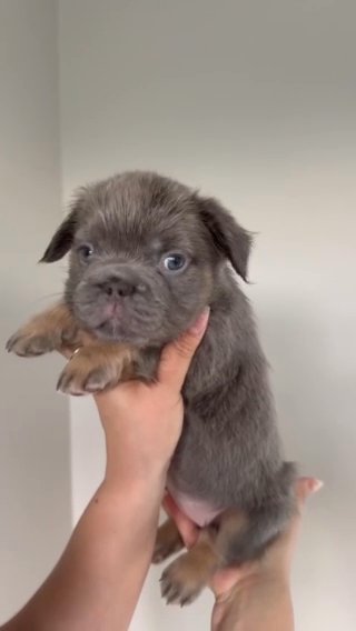 Full Fluffy French Bulldog in Philadelphia, Pennsylvania