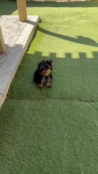 Yorkie in Riverside, California