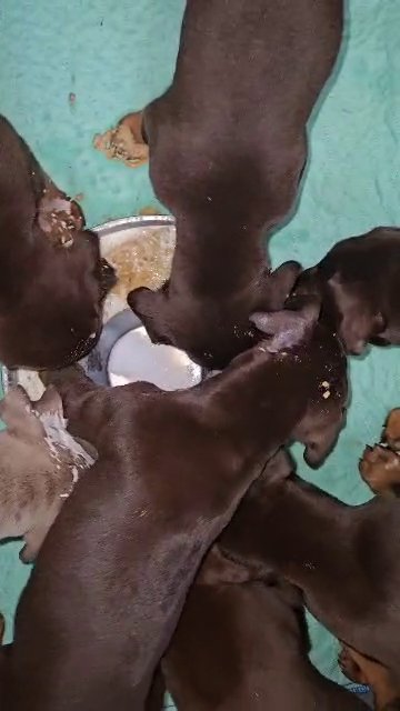 Doberman pinscher puppies in Sarasota, Florida