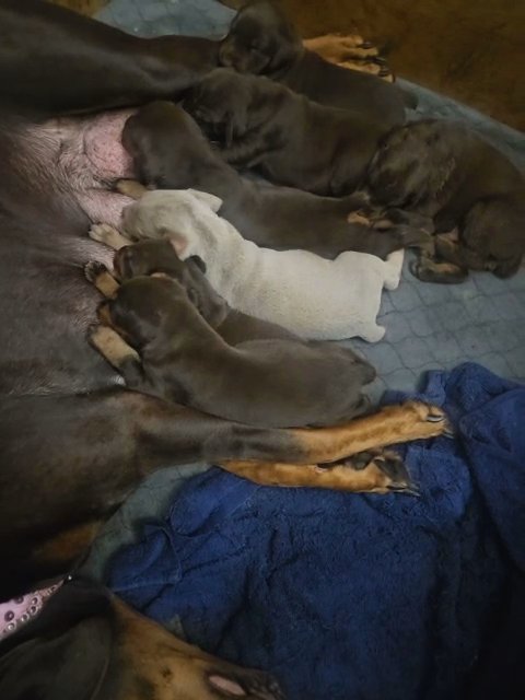 Doberman pinscher puppies in Sarasota, Florida