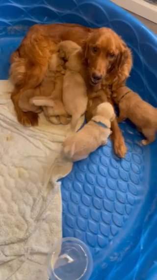 Golden Retriever Puppies in Yuma, Arizona