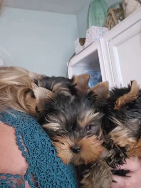 akc babydoll males in Charleston, West Virginia