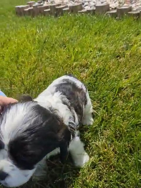 Nala in Goshen, Indiana