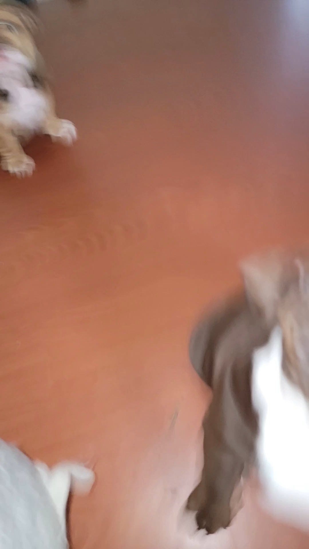English bulldog BOY los angeles county in Los Angeles, California