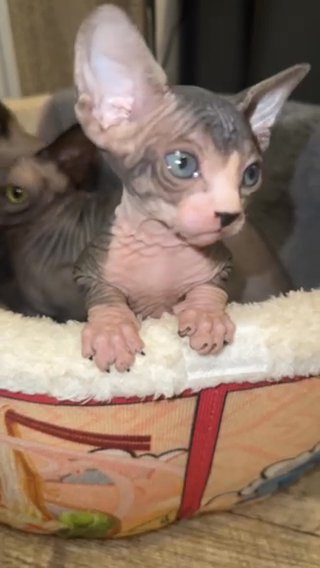 Female sphynx in Queens, New York