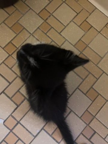 Domestic Shorthair in Florence, South Carolina
