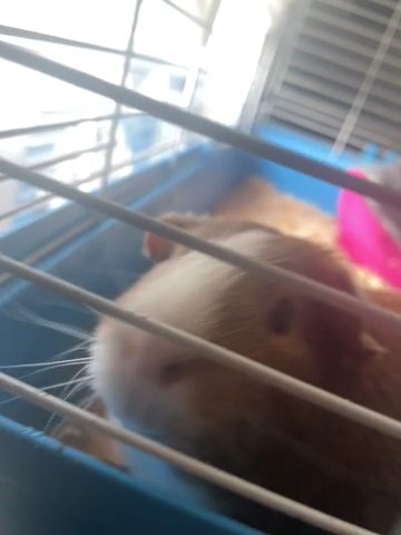 Selling Guinea Pig in New York City, New York