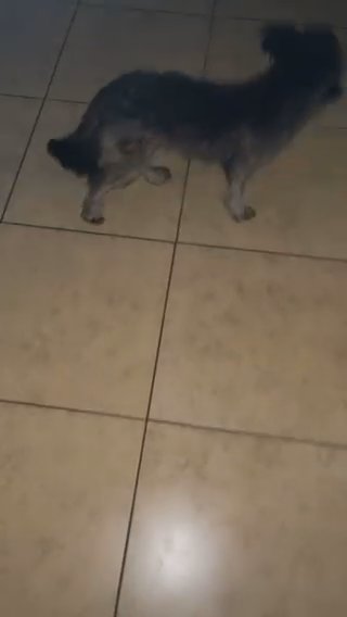 Schnoodle in Phoenix, Arizona