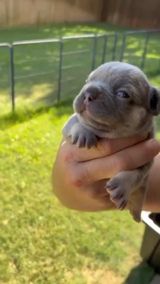 Lilac And Tan Carrying Rojo And Fluffy in Bryan, Texas