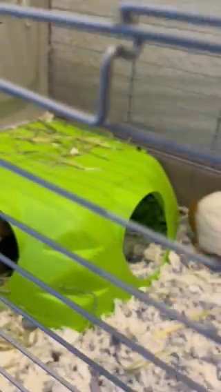 Cuddly Guinea pigs in Miramar, Florida
