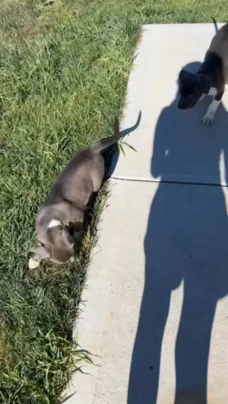 Puppies For Sell in Indianapolis, Indiana