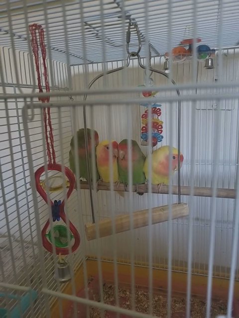 love birds for sale in The Bronx, New York