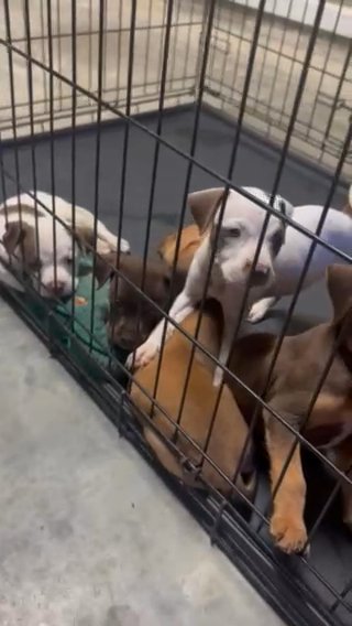 pittbull puppies in Austin, Texas