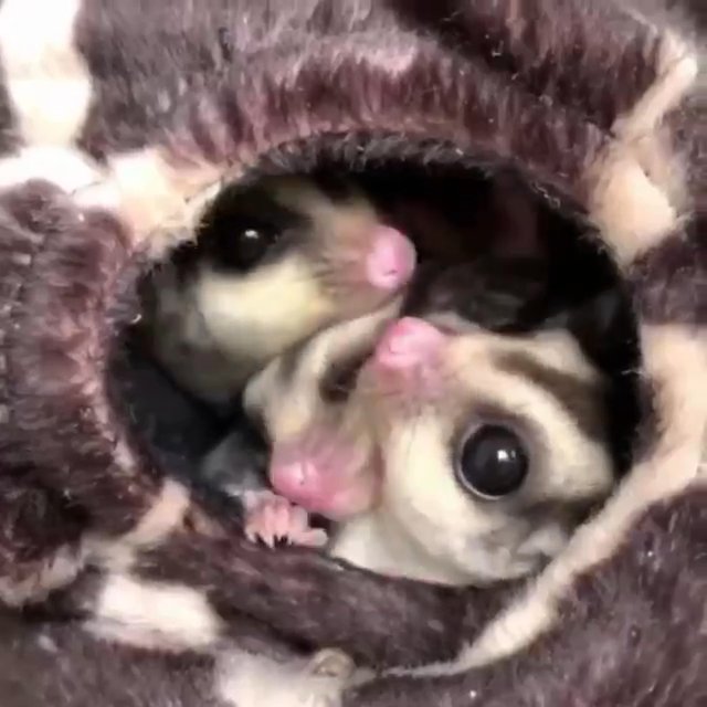 sugar gliders for adoption in Mesa, Arizona